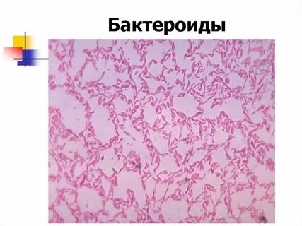 Микропрепарат бактерий