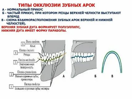 Зубные дуги верхней и нижней челюстей