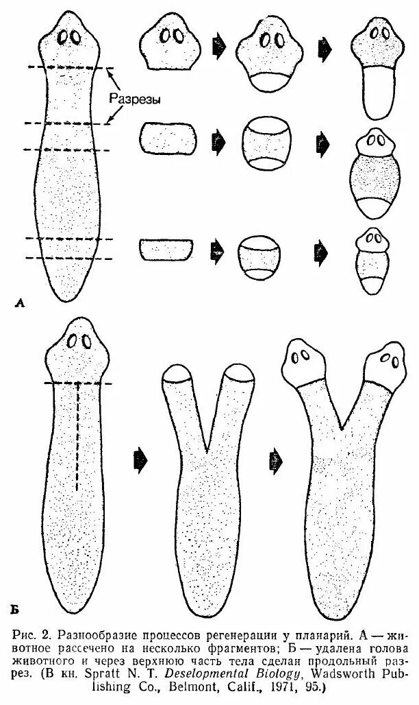 Регенерации планарий тип регенерации. Тип плоские черви размножение планарии. Регенерации планарий тип регенерации. Планария молочная тип питания. Регенерация планарии.