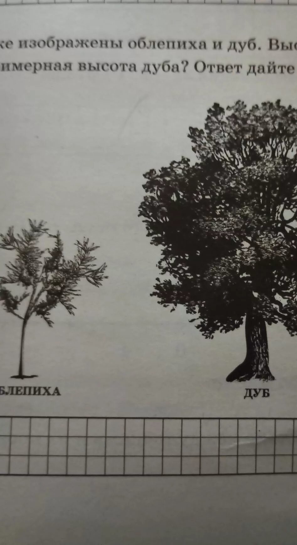 На рисунке изображено дерево. Примерная высота дуба. Примерная высота дерева. Высота дуба в метрах.