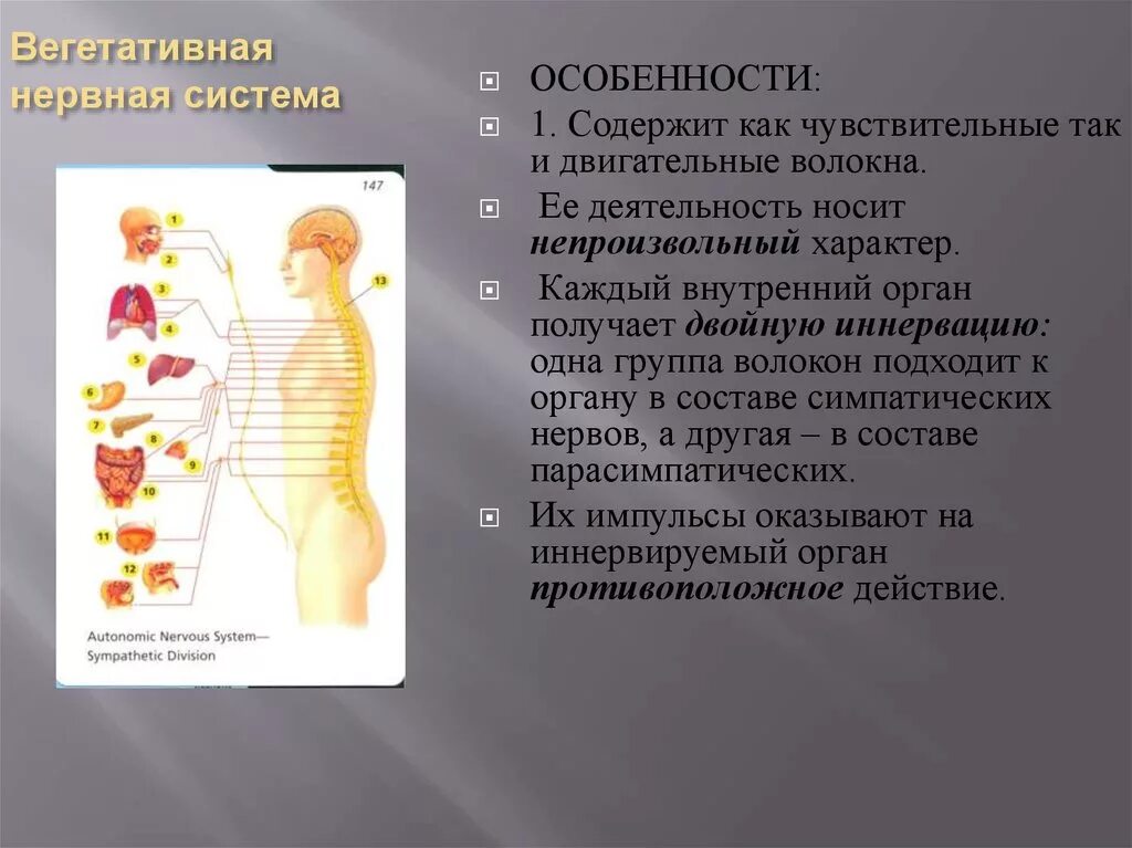 Заболевания вегетативной нервной системы. Особенности вегетативной нервной. Функции вегетативной нервной системы. Волокна вегетативной нервной системы. Вегетативная нервная система конспект