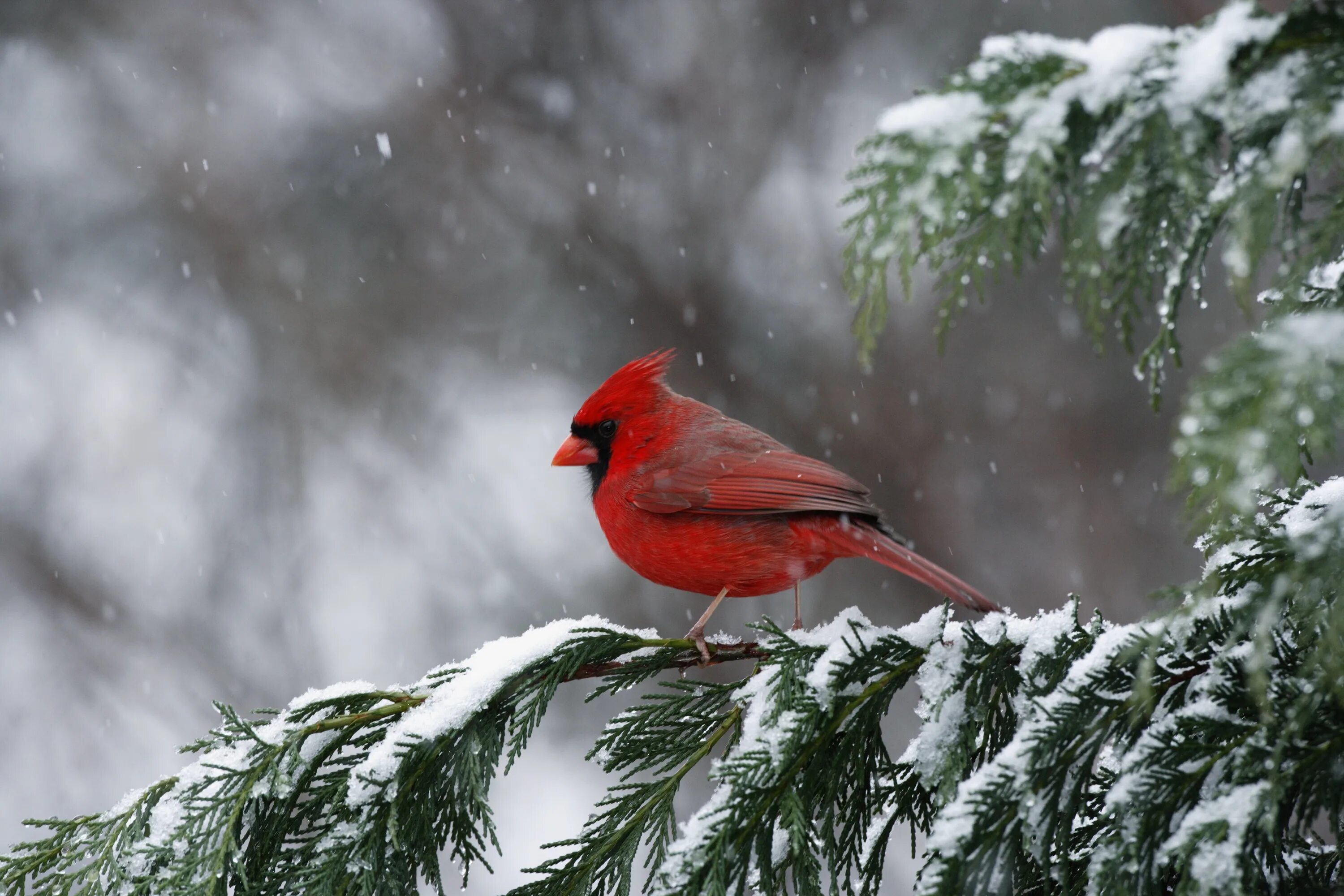 Красные зимние птицы. Виргинский Кардинал. Красный Кардинал. Виргинский Кардинал птица. Красный Кардинал птица фото.