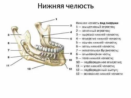 Нижняя челюсть парная или непарная