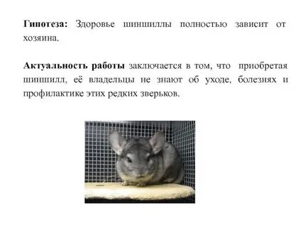Шиншилла описание