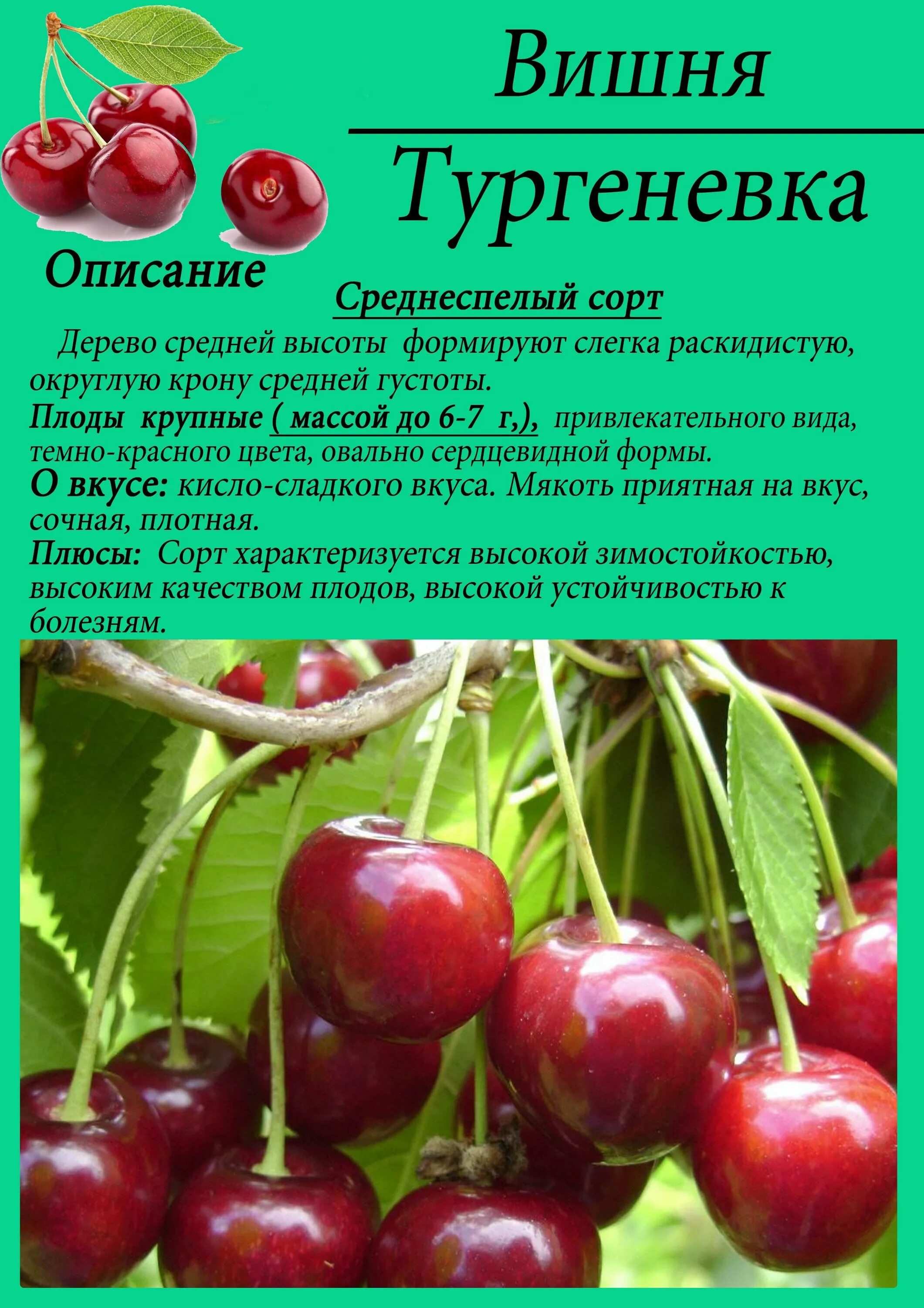 Купить Дюк (Черевишня) Превосходная Веньяминова - Дюк (Черевишня) - GardenPlants