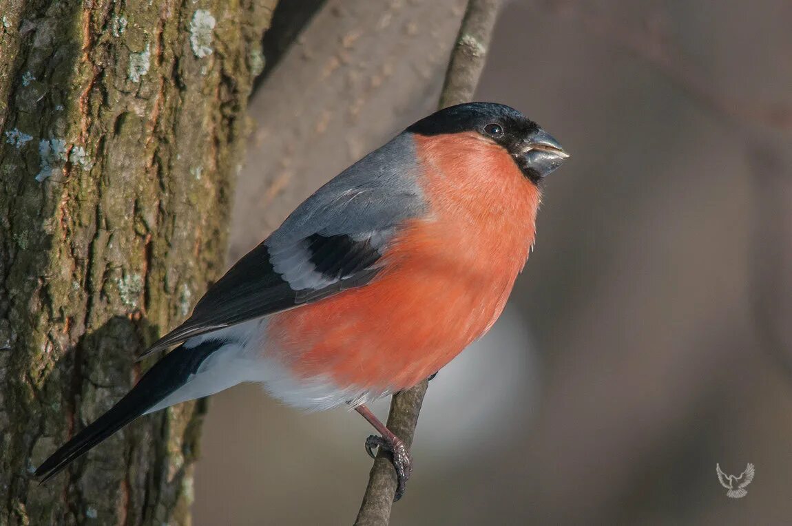 снегирь летом. снегирь голос слушать. голос дети снегири. серогрудый снегирь. снегирь голос слушать.