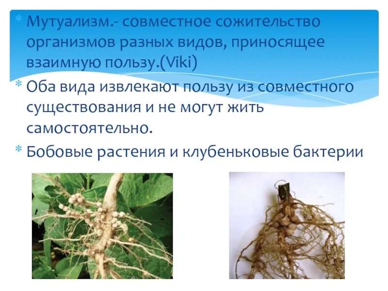 Бобовые растения и клубеньковые бактерии тип взаимоотношений. Мутуализм клубеньковые бактерии. клубеньковые бактерии и бобовые растения. клубеньковые бактерии и бобовые растения мутуализм. бобовые растения и клубеньковые бактерии тип.