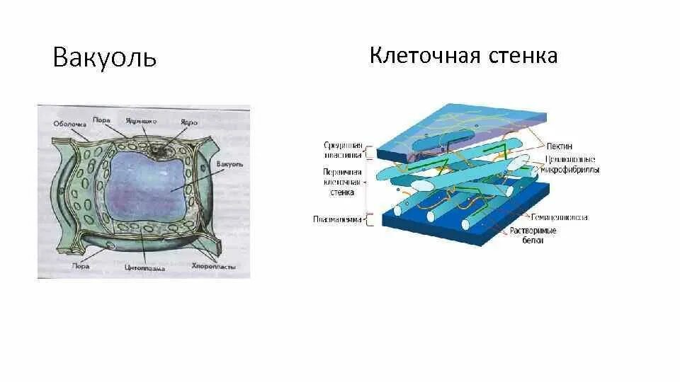 Строение клеточной стенки растений. Строение клеточной стенки схематично. Строение первичной клеточной стенки растений. Строение клеточной стенки растительной клетки.