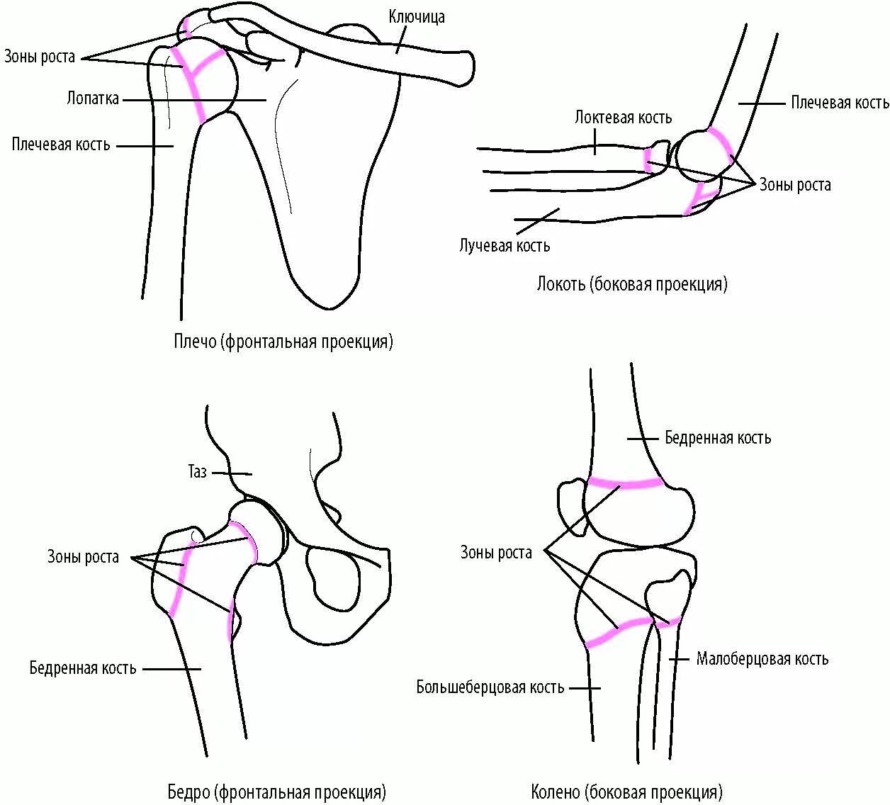 Ростковая зона бедренной кости. Зоны роста плечевой кости. Ростковые зоны плечевой кости у детей. Зоны роста бедренной кости у детей.