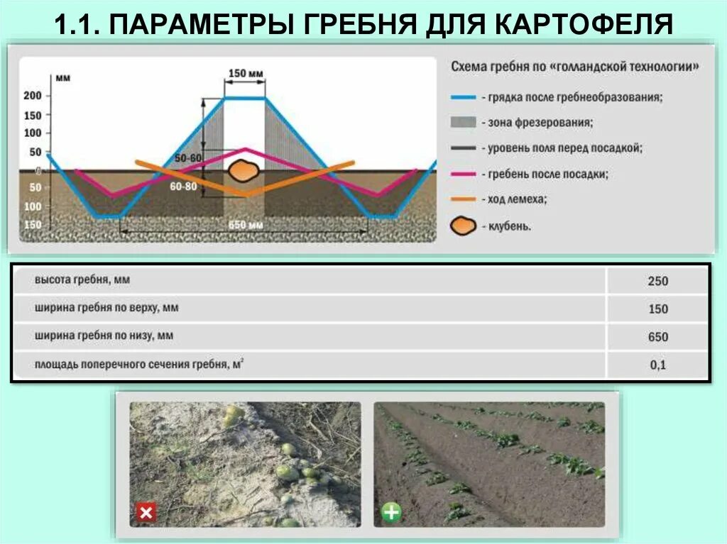 На каком расстоянии сажать картошку друг. Ширина гребней для посадки картофеля. Посадка картофеля гребнем расстояние. Глубина посадки картофеля в гребни. Схема и глубина посадки картофеля.