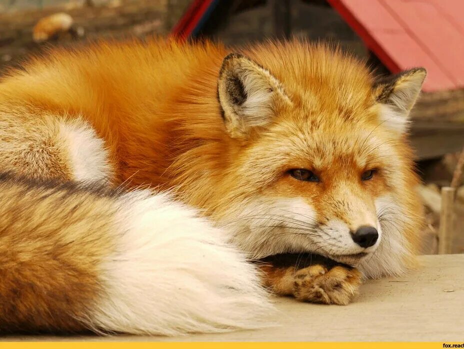 Лис Кирсан. Лиса. Пушистый Лис. Пушистая Лисичка. Fluffy fox