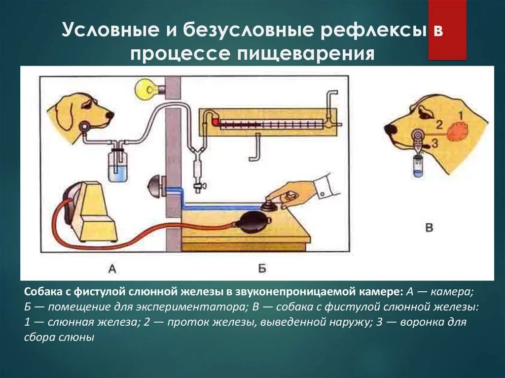 Приведите примеры условных рефлексов млекопитающих. Условные и без условние рефлекси.. Условные рефлексы пищеварения. Условный и безусловный рефлекс пищеварения. Условный рефлекс и безусловный рефлекс.