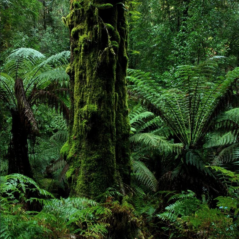 влажные тропические леса южной америки. влажные тропические леса южной америки. тангалле дождевой лес. растительность сельвы в южной америке. влажные экваториальные леса африки гилея.