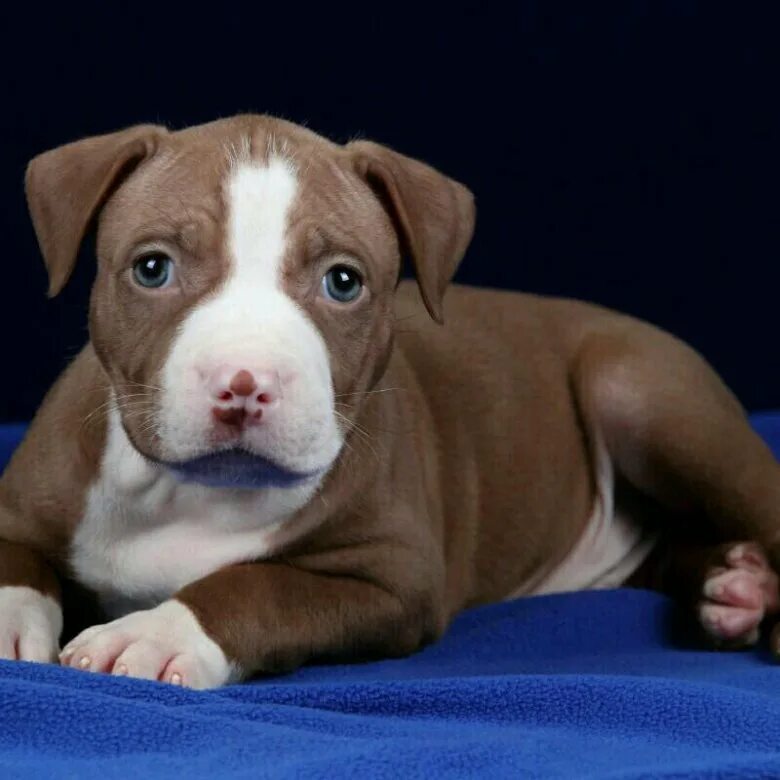 Питбуль щенок 2 месяца коричневый. Питбуль щенок. Авито собака питбуль. Авито питбуль щенки. Американский питбультерьер белый.