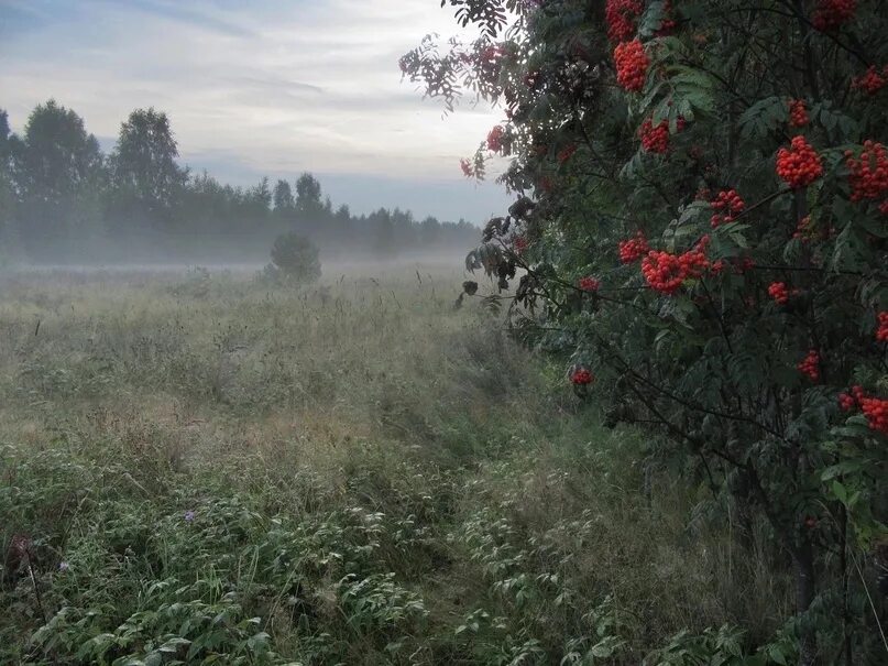 Рябина у дома в деревне. Стих пушкина люблю песчаный. Люблю песчаный косогор перед избушкой две рябины. Косогор. Пейзаж с избой.