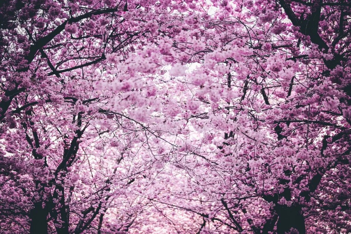 Cherry blossom купить. Черри блоссом дерево. Сакура черри блоссом. Сакура черри блоссом дерево. Pink черри блоссом дерево деревья.