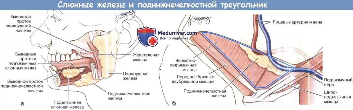 Проток околоушной железы анатомия. Поднижнечелюстная железа выводной проток. Анатомия протоков слюнных желез. Ход протока поднижнечелюстной слюнной железы. Нервы околоушной железы