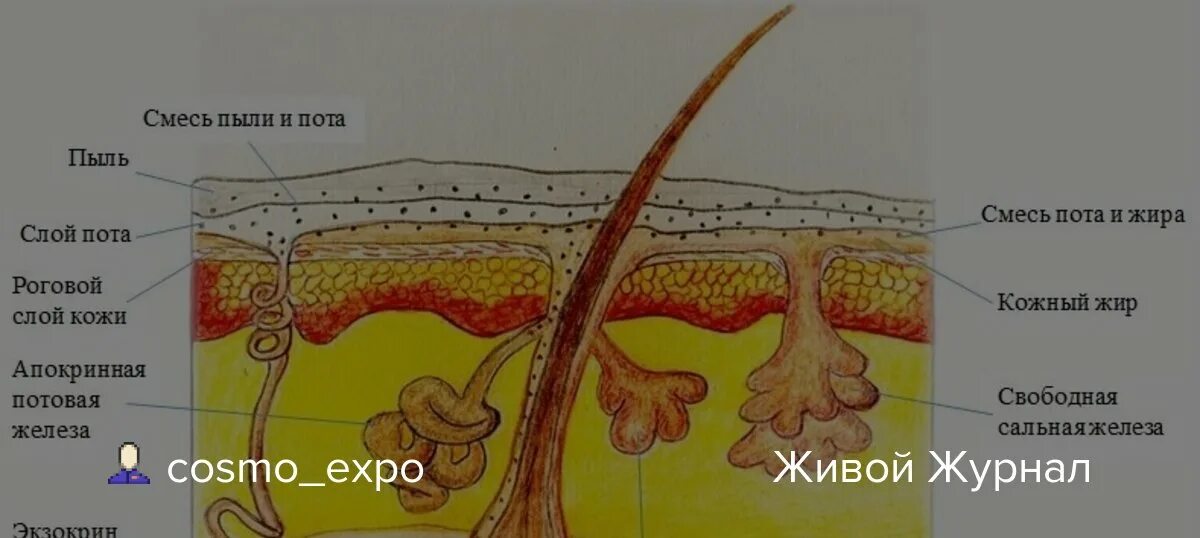 Печень сальные железы. Волосяной фолликул и сальная железа. Волосяные фолликулы и дигидротестостерон. Кожа с повышенной секрецией сальных желез.