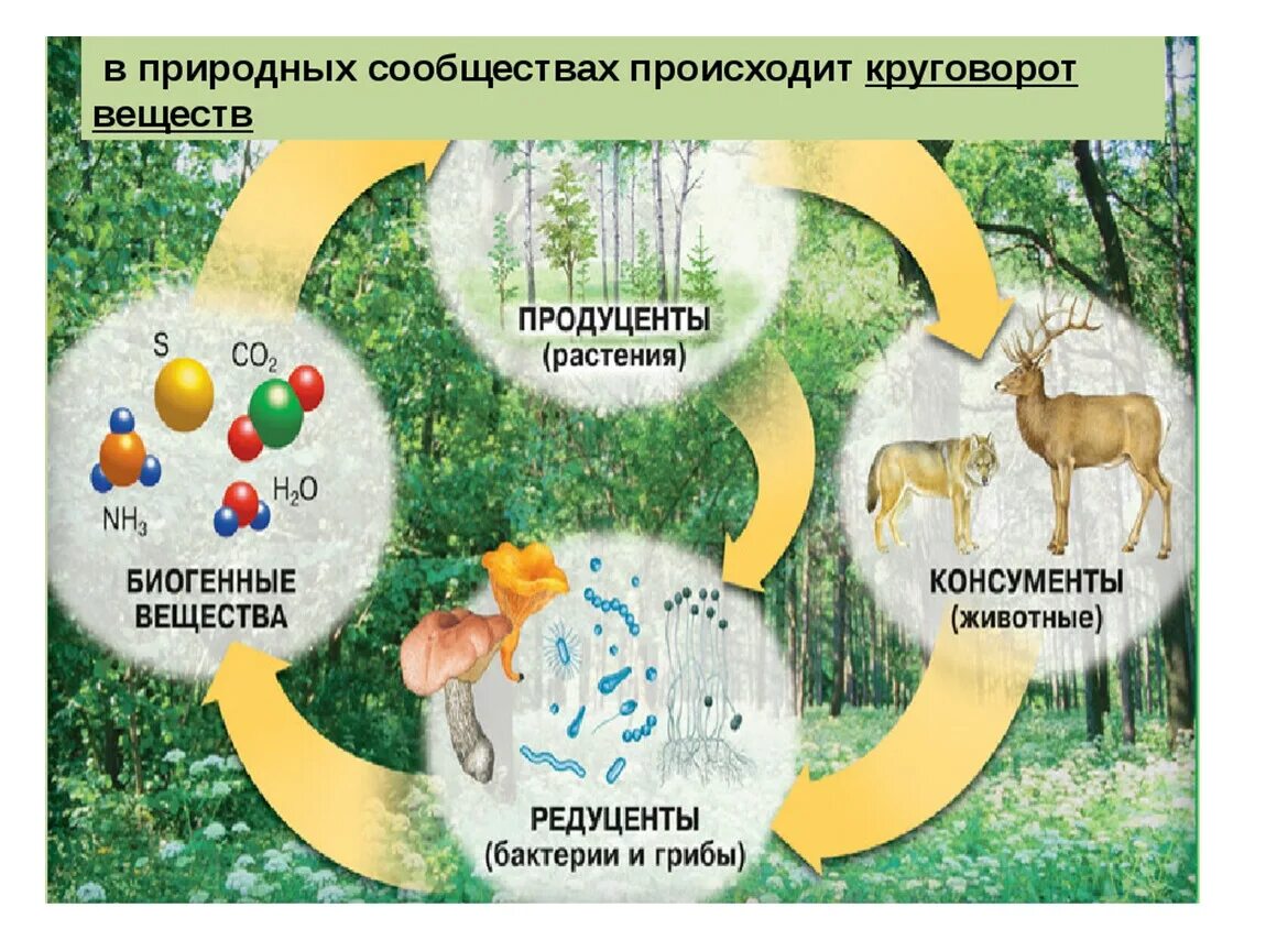 Цепь питания продуценты консументы редуценты. Замкнутый круговорот веществ в экосистеме. Компоненты экосистемы продуценты. Компоненты экосистемы 6 класс Естествознание.