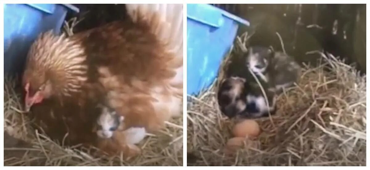 Наседка сколько яиц. Наседка курица высиживает яйца. Гнездо для наседки в курятнике. Курица прячет цыплят от дождя. Вывод цыплят под наседкой.