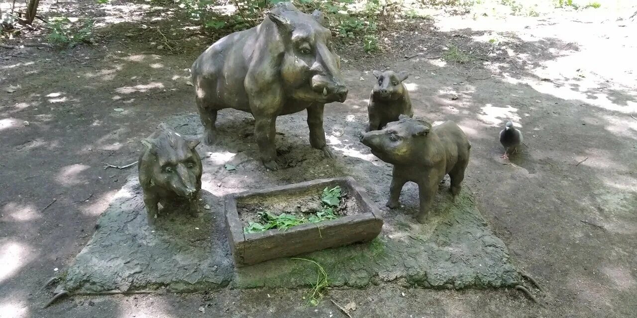 кабаны в битцевском лесу. дикий кабан секач.