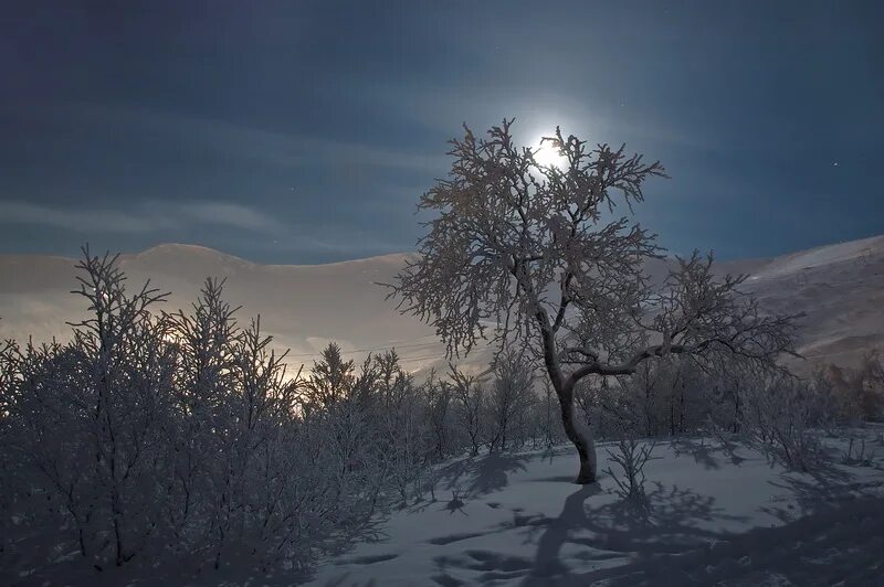 Снежная луна 2. Луна зимой. Деревья в снегу ночью. Февральская ночь. Лунный пейзаж зимой.