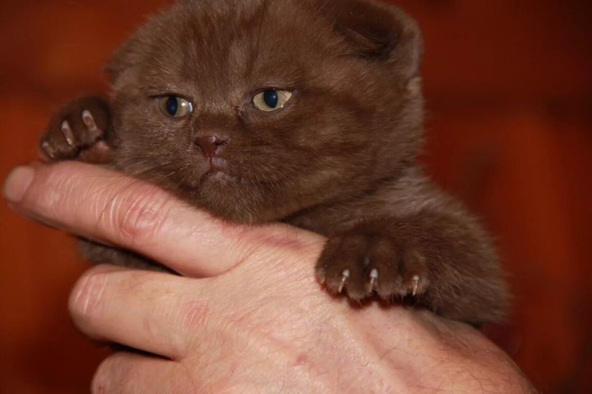 Купить британского шотландского котенка. Шотландская вислоухая кошка шоколадная. Шотландские вислоухие коты шоколадные. Шотландский вислоухий кот шоколадный. Шотландская кошка вислоухая шоколад.