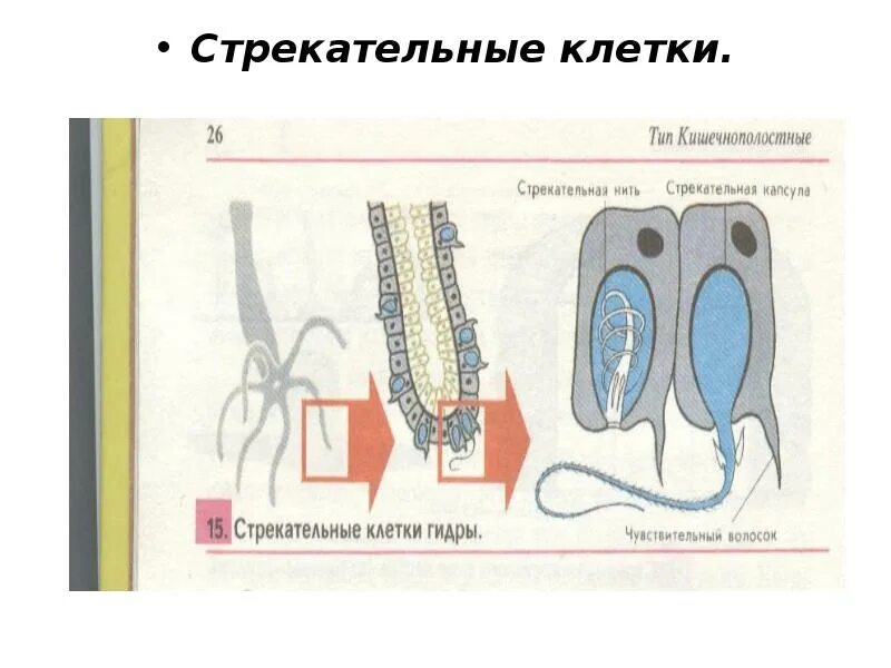 Кишечнополостные имеют стрекательные клетки