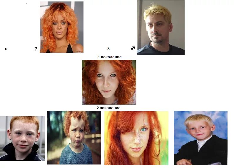 Получился рыжий. Генетика цвета волос. Наследование цвета волос. Генотип цвета волос. Наследование рыжих волос.