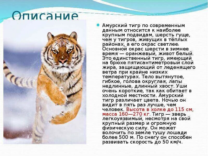 Как выглядит тигр описание. Описание тигра. амурский тигр описание. описание амурского тигра. тигрица описание.