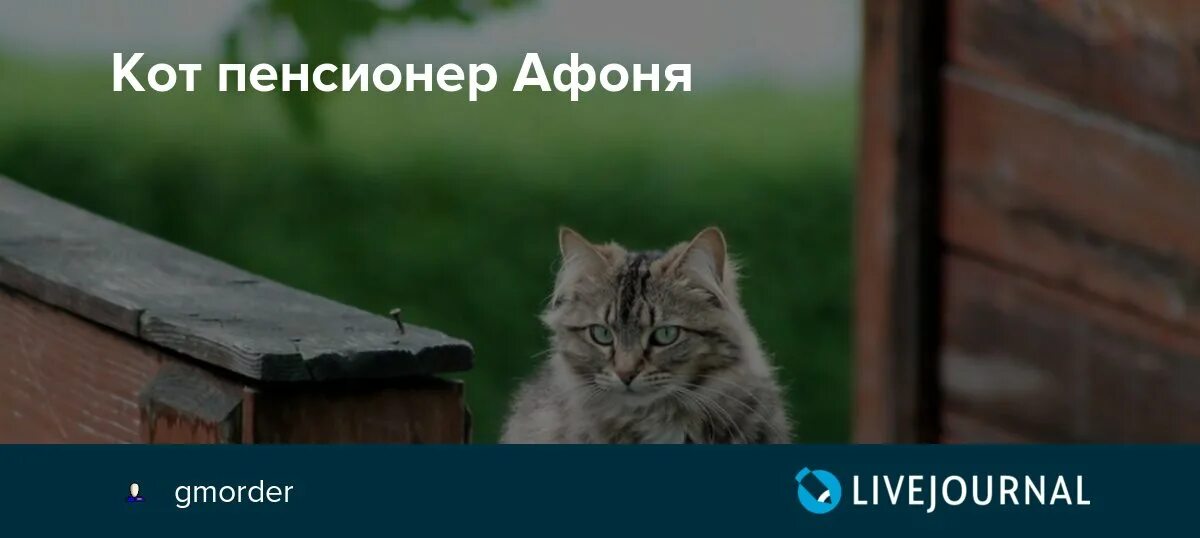 Шуня имя. Шуня имя. Шуня имя. Шуня имя. Кот афони.
