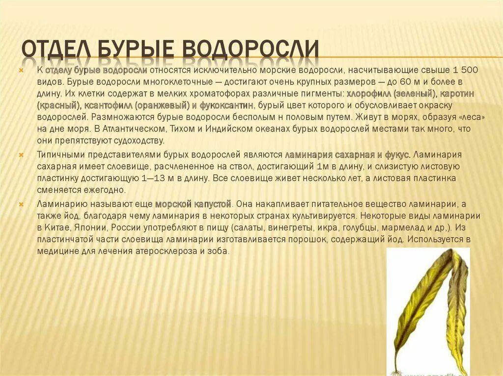 Бурые водоросли биология 7. Биология 7 класс отдел бурые водоросли. Характеристика бурых водорослей 5 класс биология кратко. Бурые водоросли ламинария 7 класс биология. Доклад на тему бурые водоросли 6 класс по биологии.