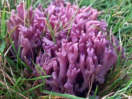 Violet coral