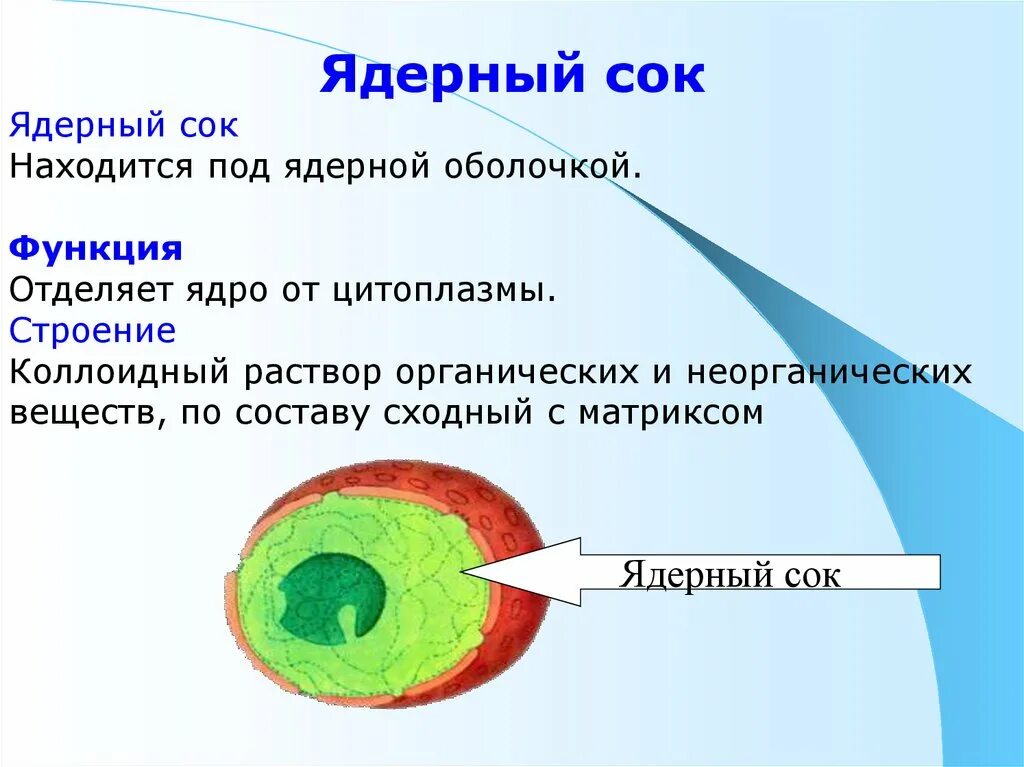 Строение ядра ядерный сок. Ядерный сок строение и функции. Строение клетки ядерный сок.