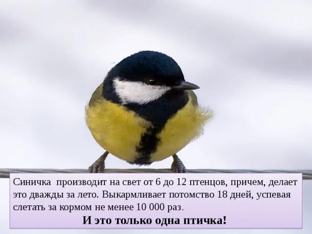 Когда синички выводят птенцов. Сколько птенцов у синицы.