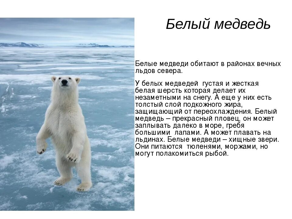 Где живут белые медведи на каком. Животные в мире холодных районов. Рассказ о белом медведе. Доклад про белого медведя. Интересные факты о белом медведе.