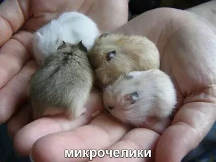 Детеныш хомяка