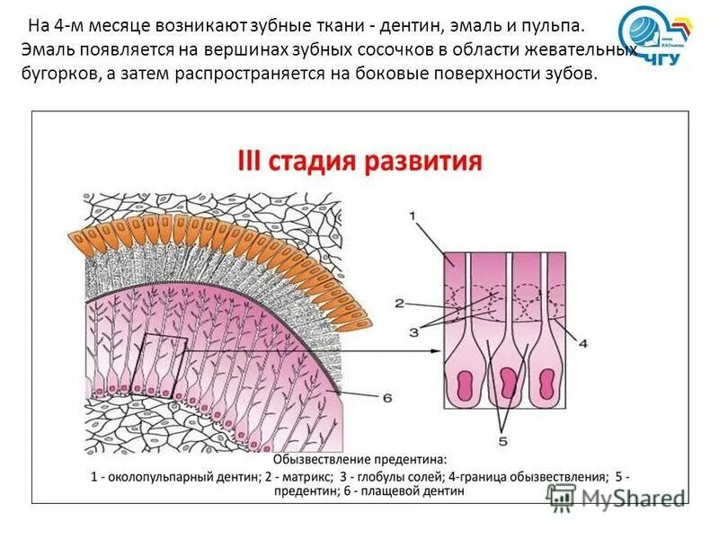 гистогенез эмали гистология. период гистогенеза тканей зуба это гистология. образование зубной ткани. гистогенез зубных тканей поздняя стадия развития. гистогенез и развитие зубов.