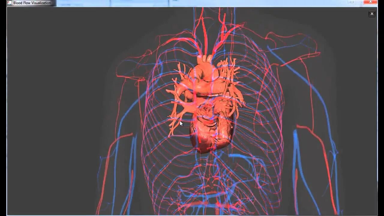 Human body visualizer