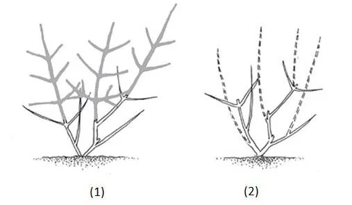 Обрезают ли жимолость. Обрезать жимолость. Весенняя обрезка жимолости схема. Обрезка куста жимолости. Обрезание кустов жимолость.