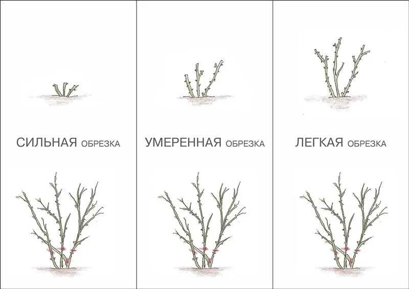 Как обрезать розу весной для начинающих. Обрезка плетистой розы летом. Схема обрезки чайно-гибридных роз. Обрезка кустов роз осенью. Обрезка роз на зиму схема.