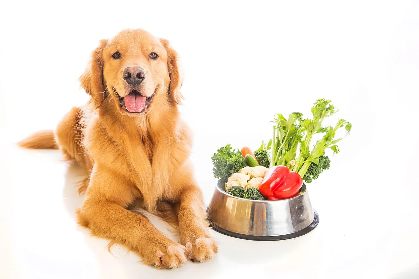 Овощи для щенка. Корм для собак. Еда для животных. Питание собак. Пища животных.