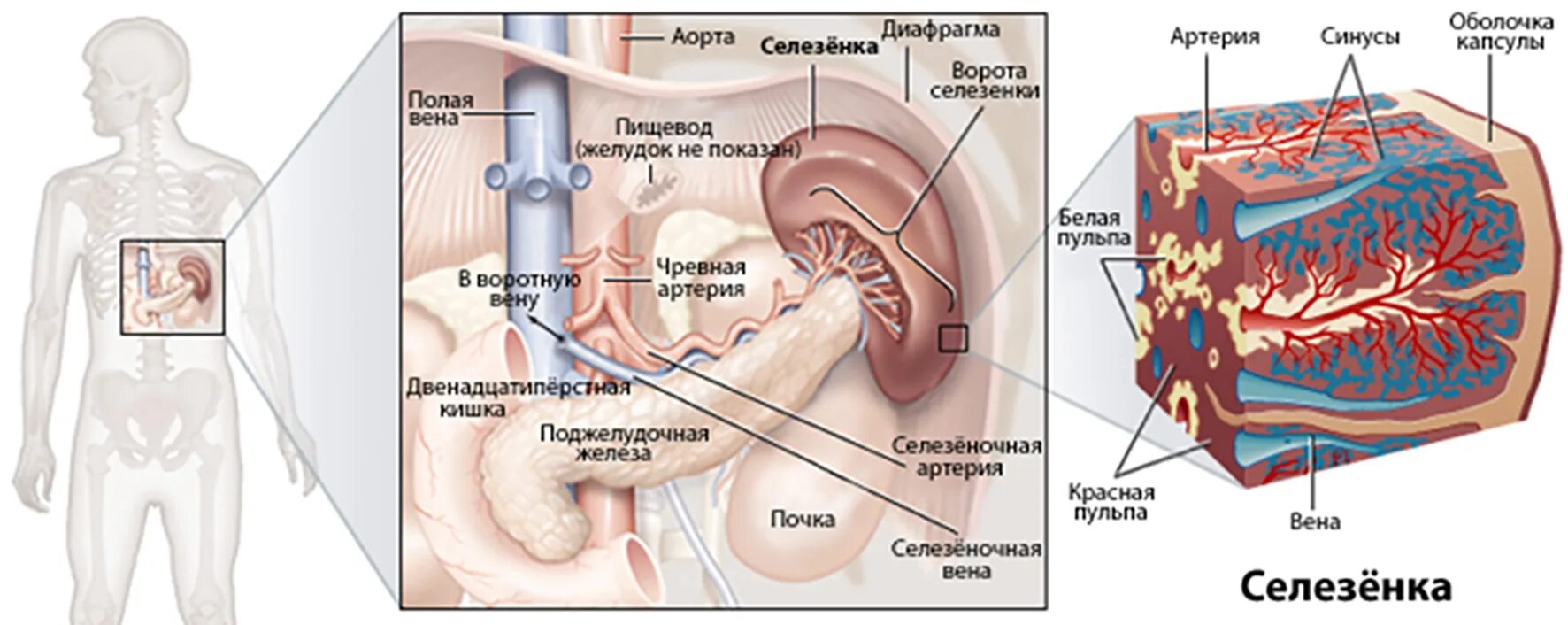 Селезенка анатомия человека. Схема органов человека селезенка. Анатомическое расположение селезенки. Строение селезенки рисунок. Какой должен селезенка