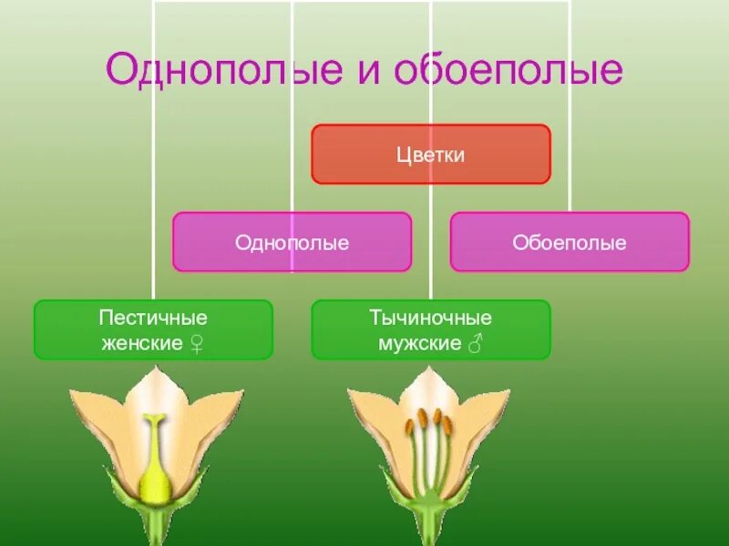 Называется обоеполым. Однополые и обоеполые цветки. Однополые и обоеполые цветки схема. Строение растений обоеполые и однополые. Обоеполые и раздельнополые цветки.