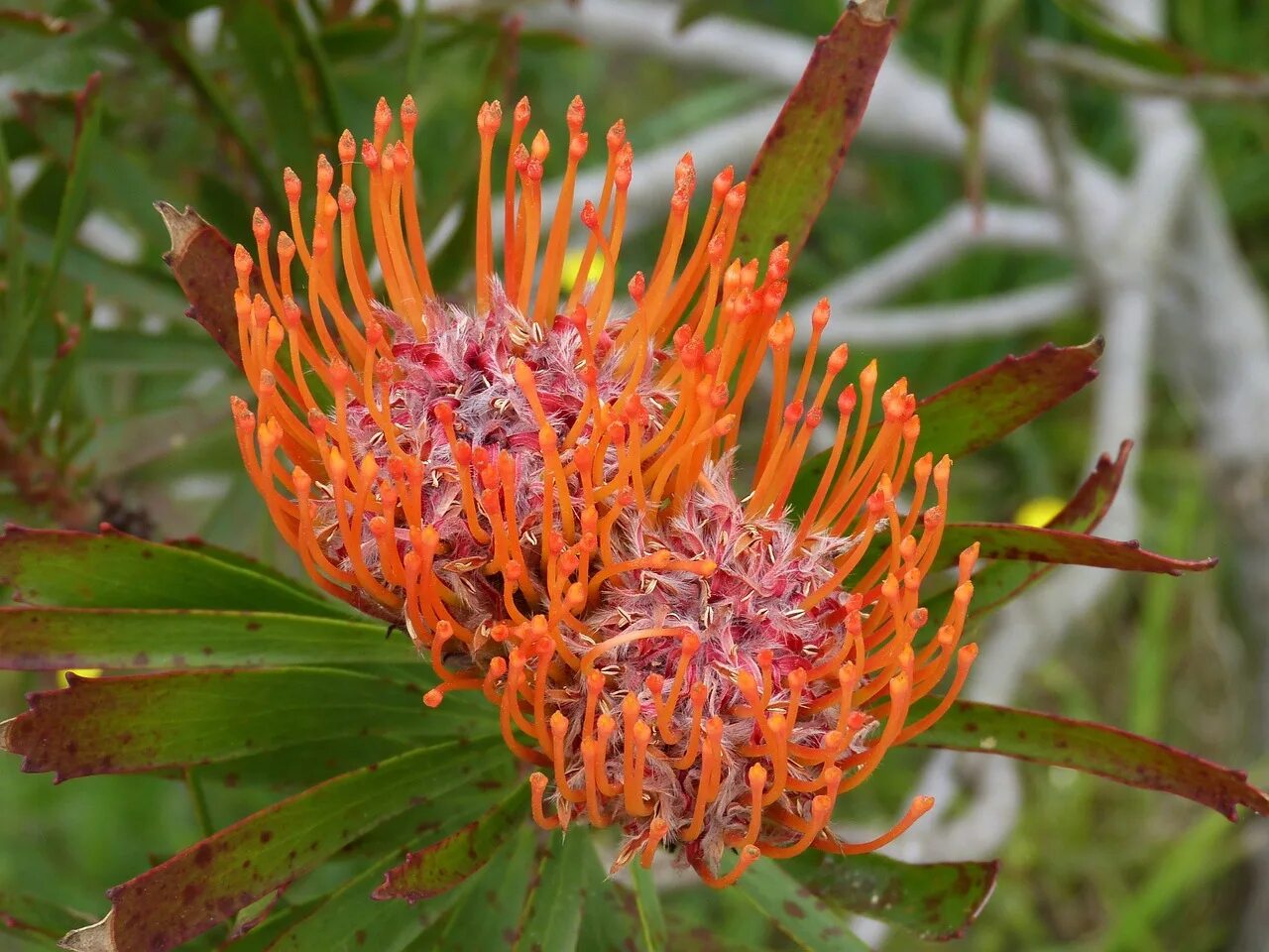 Банксия растение. Цветы южной африки. Alotha s flower. Протея магнифика. Протея циннароидес.