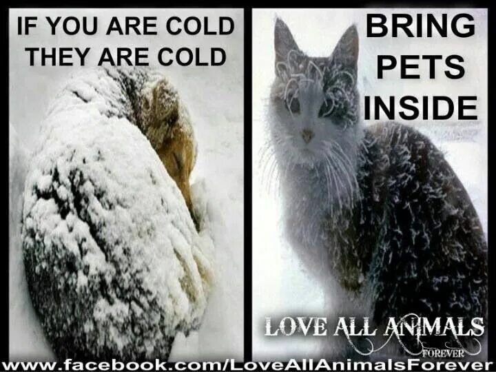 You re hot you re cold. They are cold. you are cold. if you&#039;re cold they are cold. animals are cold outside.
