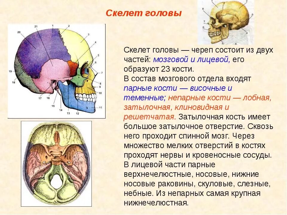 Отделы черепа человека анатомия. Кости черепа человека по отделам. Кости черепа анатомия. Парные и непарные кости мозгового отдела черепа.