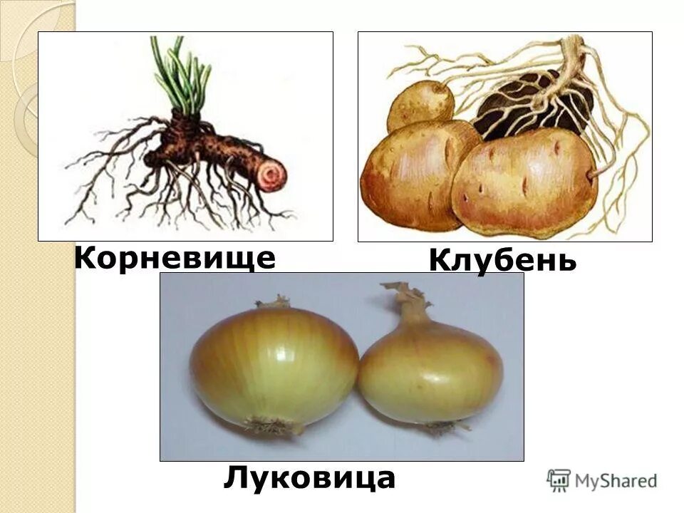 корневище клубень луковица таблица. подземные видоизмененные побеги луковица корневище. видоизменения побегов 6 класс биология презентация. у многолетних трав осенью надземная часть отмирает у всех. строение подземных побегов (клубня и луковицы).