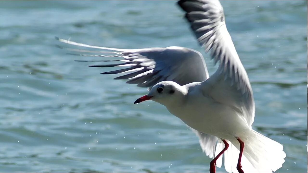 Вопль чайки. Птицы в море строем. Чайки на берегу. Море волны чайки. Морские чайки звук.