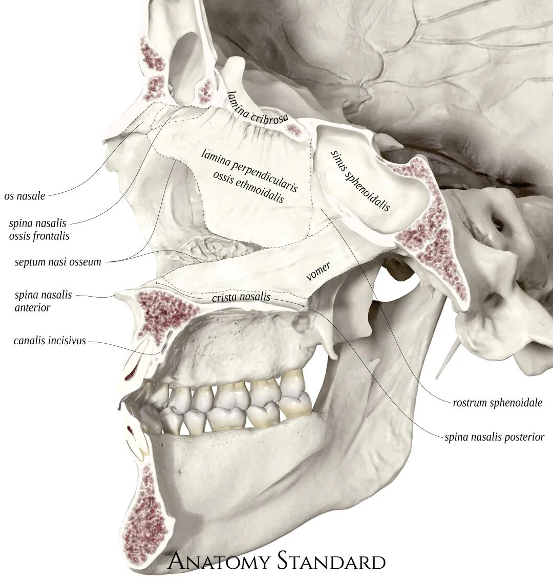 Костная стенка которая отделяет полость рта. Носовая полость анатомия череп. Cavitas nasi анатомия.
